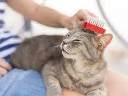 Jasa Grooming Kucing Di Makasar Jakarta Timur, Jasa Panggilan Grooming Kucing Terdekat Harga Murah 2025