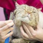 Jasa Grooming Kucing Di Mampang Prapatan Jakarta Selatan, Jasa Panggilan Grooming Kucing Terdekat Harga Murah 2024