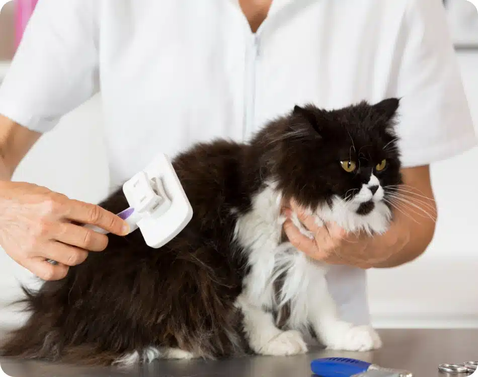 Jasa Grooming Kucing Di Mandalajati Kota Bandung, Jasa Panggilan Grooming Kucing Terdekat Harga Murah 2025