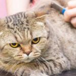 Jasa Grooming Kucing Di Menteng Jakarta Pusat, Jasa Panggilan Grooming Kucing Terdekat Harga Murah 2024