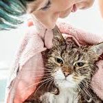 Jasa Grooming Kucing Di Pabean Cantian Surabaya, Jasa Panggilan Grooming Kucing Terdekat Harga Murah 2024