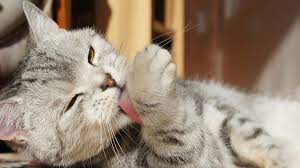 Jasa Grooming Kucing Di Pesanggrahan Jakarta Selatan, Jasa Panggilan Grooming Kucing Terdekat Harga Murah 2025