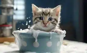 Jasa Grooming Kucing Di Sawah Besar Jakarta Pusat, Jasa Panggilan Grooming Kucing Terdekat Harga Murah 2025