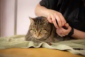 Jasa Grooming Kucing Di Sawahan Surabaya, Jasa Panggilan Grooming Kucing Terdekat Harga Murah 2025