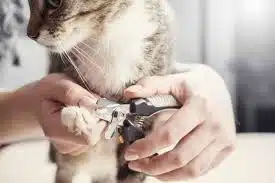 Jasa Grooming Kucing Di Tambaksari Surabaya, Jasa Panggilan Grooming Kucing Terdekat Harga Murah 2025