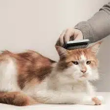 Jasa Grooming Kucing Di Wonokromo Surabaya, Jasa Panggilan Grooming Kucing Terdekat Harga Murah 2025