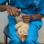 Jasa Grooming Kucing Terdekat Di Cengkareng Jakarta Barat, Harga Murah dan Terpercaya 2024