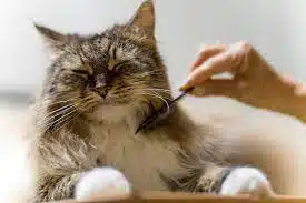 Jasa Grooming Kucing di Cicendo Kota Bandung, Jasa Panggilan Grooming Kucing Terdekat Harga Murah 2025
