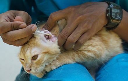 Keuntungan Panggil Jasa Grooming Kucing di Cinambo Kota Bandung Timur, Utara, Barat, Selatan, Faunafella