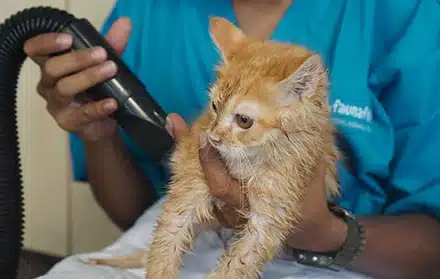 Prosedur Cara Memandikan Kucing Dengan Jasa Grooming Kucing di Antapani Kota Bandung Timur, Utara, Barat, Selatan, Faunafella