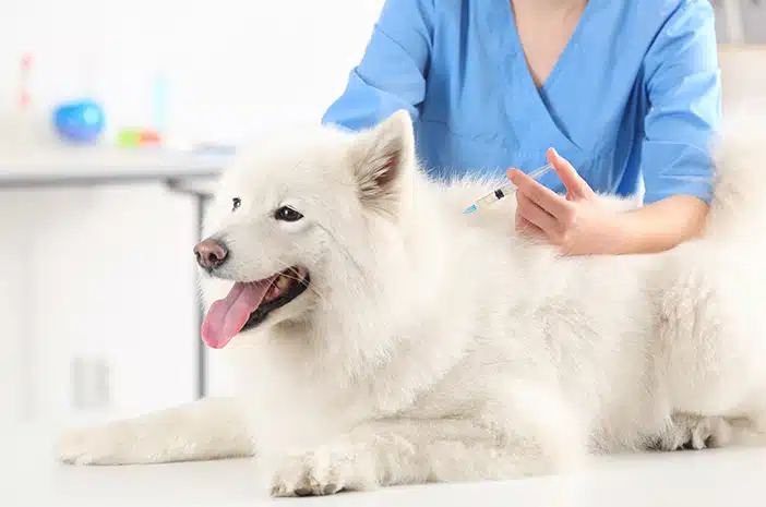 Alasan Pesan Vaksin Anjing di Faunafella Dokter Hewan Panggilan ke Rumah Terdekat, Jasa Vaksin Anjing di Cempaka Putih Jakarta Pusat