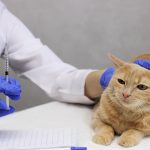 Berapa Biaya Jasa Vaksin Kucing Koja Jakarta Utara Begini Perinciannya Secara Lengkap