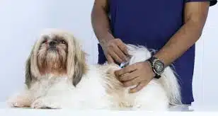 Biaya Dokter Hewan Jasa Vaksin Anjing di Pademangan Jakarta Utara, Jenis Vaksin Eurican 4, 6, 7 dan Rabies