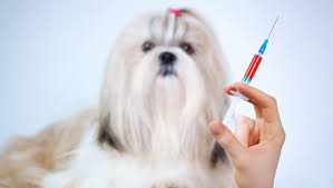 Biaya Dokter Hewan Jasa Vaksin Anjing di Senen Jakarta Pusat, Jenis Vaksin Eurican 4, 6, 7 dan Rabies