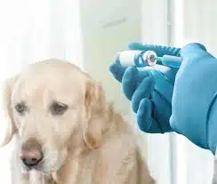 Biaya Jasa Vaksin Anjing di Ciracas Jakarta Timur, Vaksinasi Multi virus Untuk Anjing Gratis Konsultasi