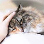 Biaya Jasa Vaksin Kucing di Ciracas Jakarta Timur Sesuai Umur dan Jenisnya, Lindungi Hewan Peliharaan Kesayangan Anda