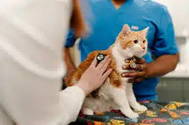 Biaya Jasa Vaksin Kucing di Duren Sawit Jakarta Timur 2025 Berdasarkan Jenis dan Harganya