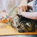 Biaya Jasa Vaksin Kucing di Pancoran Jakarta Selatan, Jenis Vaksin dan Harganya