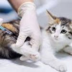 Biaya Jasa Vaksin Kucing di Pesanggrahan Jakarta Selatan Tahun 2024 Beserta Harganya