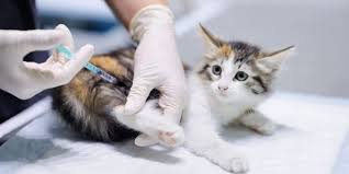 Biaya Jasa Vaksin Kucing di Pesanggrahan Jakarta Selatan Tahun 2024 Beserta Harganya