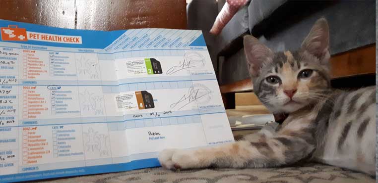 Biaya Vaksin Kucing F3, F4 dan Rabies Jakarta Bersama Dokter hewan faunafella Jakarta Pusat