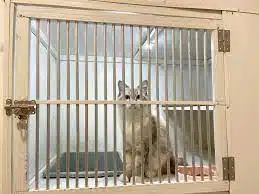 Cara Memilih Tempat Penitipan Kucing Terdekat Gambir Jakarta Pusat Faunafella