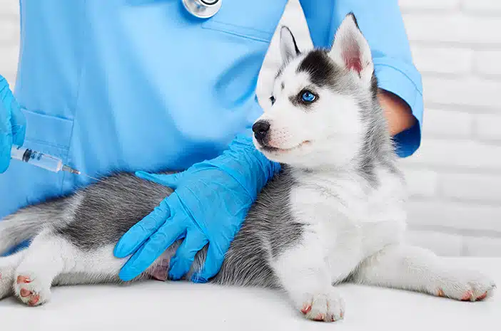 Cara Pemberian Vaksin di Rumah Dokter Hewan Panggilan ke Rumah Terdekat, Jasa Vaksin Anjing di Cempaka Putih Jakarta Pusat, Faunafella
