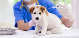 Dokter Hewan Panggilan Terdekat Jakarta Selatan, Barat, Timur, Utara dan Pusat Terpercaya