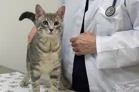 Dokter Hewan Panggilan Terdekat di Kebayoran Baru Jakarta Selatan Murah dan Terbaik