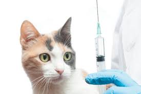 Dokter Hewan Panggilan Terdekat di Sawah Besar Jakarta Pusat, Vaksin Kucing dan Anjing di Rumah