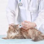 Dokter Hewan Panggilan ke Rumah, Jasa Vaksin Kucing Tebet Jakarta Selatan