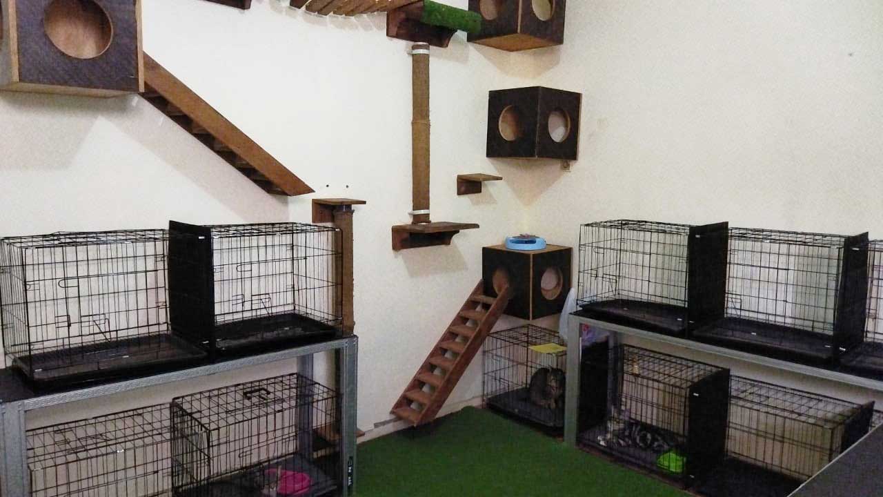 Fasilitas Tempat Penitipan Kucing Terdekat Gambir Jakarta Pusat Faunafella