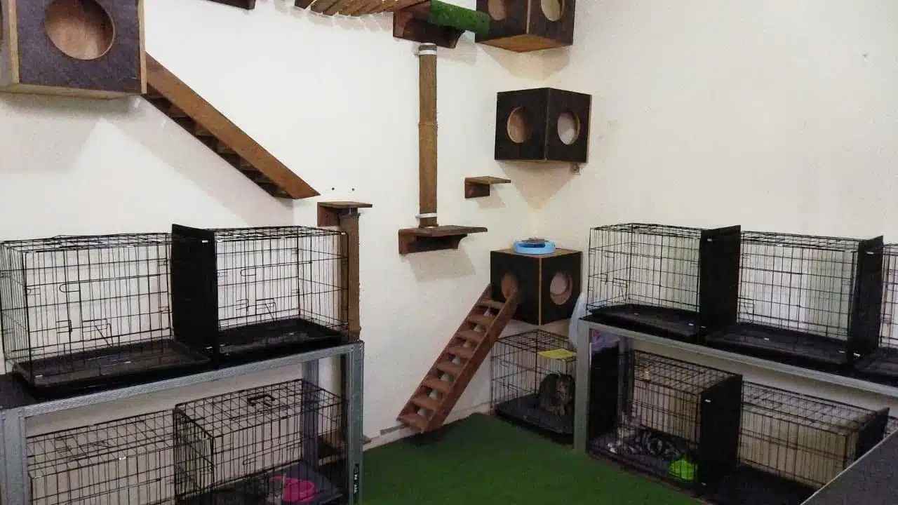 Fasilitas Tempat Penitipan Kucing di Grogol Petamburan Jakarta Barat Faunafella