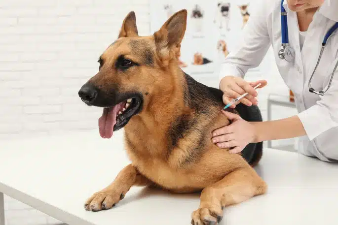Harga Biaya Vaksin Anjing Eurican 4, 6, 7 dan Rabies DHPPi+L+R Murah, Dokter Hewan Panggilan ke Rumah Terdekat Murah, Jasa Vaksin Anjing  di Johar Baru Jakarta Pusat, Faunafella