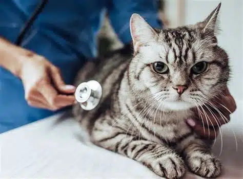 Harga Dokter Hewan Panggilan Terdekat di Pesanggrahan Jakarta Selatan - Faunafella