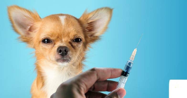 Harga Jasa Vaksin Anjing di Kebayoran Baru Jakarta Selatan – Jenis Vaksin, Manfaat, dan Syaratnya