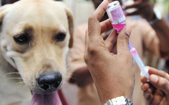 Jasa Vaksin Anjing Kota Jakarta - Dokter Hewan Panggilan ke Rumah - Faunafella 2025