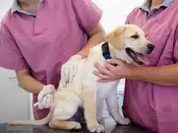 Jasa Vaksin Anjing di Cempaka Putih Jakarta Pusat - Dokter Hewan Panggilan ke Rumah - Faunafella 2025