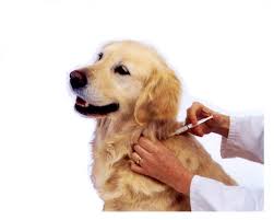 Jasa Vaksin Anjing di Cengkareng Jakarta Barat - Dokter Hewan Panggilan ke Rumah - Faunafella 2025