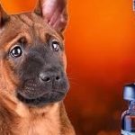 Jasa Vaksin Anjing di Duren Sawit Jakarta Timur, Harga Biaya, Jenis Vaksinasi Rabies bagi Anjing