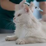 Jasa Vaksin Kucing Cilincing Jakarta Utara, Jenis, Biaya, Dokter Hewan, Manfaat dan Prosedurnya