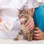Jasa Vaksin Kucing Kebayoran Lama Jakarta Selatan – Jaga Kesehatan Hewan Peliharaan Anda