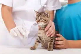 Jasa Vaksin Kucing Kebayoran Lama Jakarta Selatan – Jaga Kesehatan Hewan Peliharaan Anda