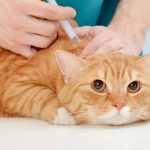 Jasa Vaksin Kucing Kepulauan Seribu Selatan Jakarta, Biaya dan Dokter Hewan Berpengalaman