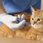 Jasa Vaksin Kucing Kepulauan Seribu Utara Jakarta 2024, Biaya dan Dokter Hewan Berpengalaman