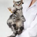 Jasa Vaksin Kucing Terbaik di Taman Sari Jakarta Barat, Biaya, Dokter Hewan Berpengalaman