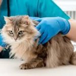 Jasa Vaskin Kucing Jakarta Timur, Utara, Barat Selatan dan Pusat Biaya Panggilan Vaksin Kucing Murah