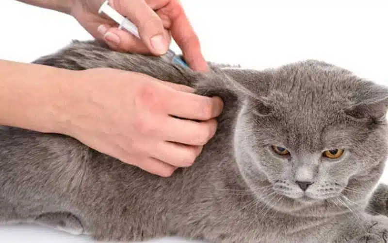 Jenis Vaksin Kucing Yang Wajib Dilakukan Oleh Dokter Hewan Faunafella Jakarta Barat