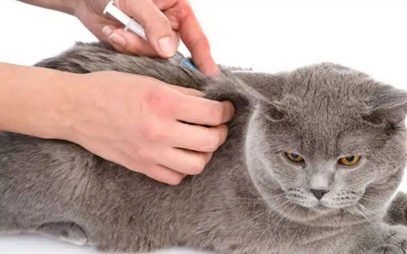 Jenis Vaksin Kucing Yang Wajib Dilakukan Oleh Dokter Hewan Faunafella Jakarta Timur