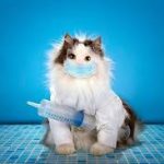 Jenis Vaksinasi Kucing dan Biaya Jasa Vaksin Kucing Pademangan Jakarta Utara Yang Harus Diketahui